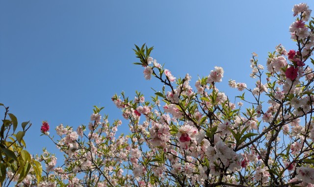 満開の桜です